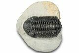 Morocops Trilobite - Ofaten, Morocco #287378-2